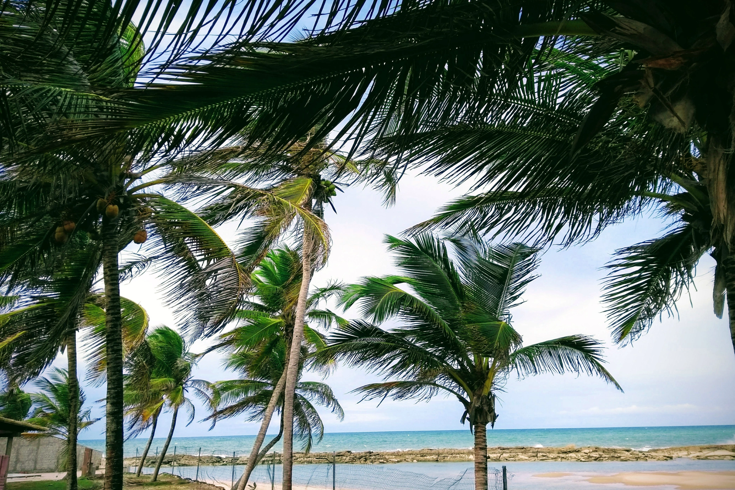 Natal[1].webp
